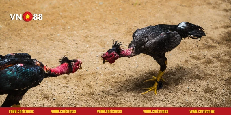 Các lựa chọn đặt cược hấp dẫn tại đấu trường ODIN