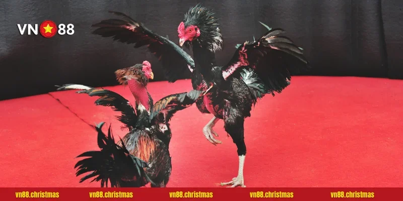 Chiến thắng dễ dàng hơn từ những bậc thầy hàng đầu