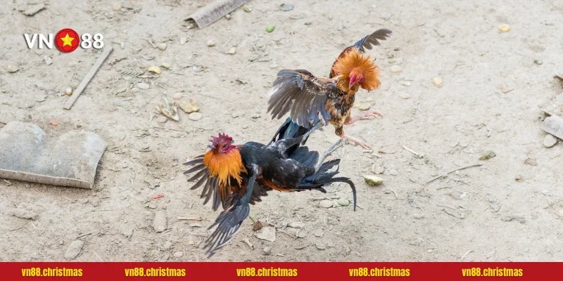 Chuyên gia chia sẻ chiến thuật bất bại cho các kê thủ