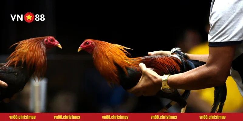 Bảng kèo đá gà cung cấp nhiều thông chi tiết dễ hiểu