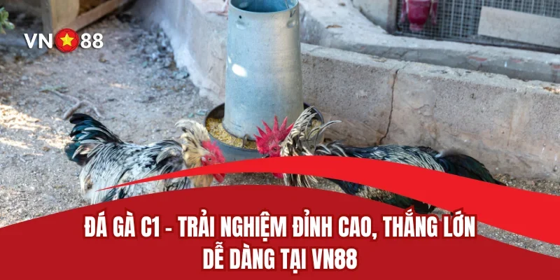 Đá Gà C1 - Trải Nghiệm Đỉnh Cao, Thắng Lớn Dễ Dàng Tại VN88