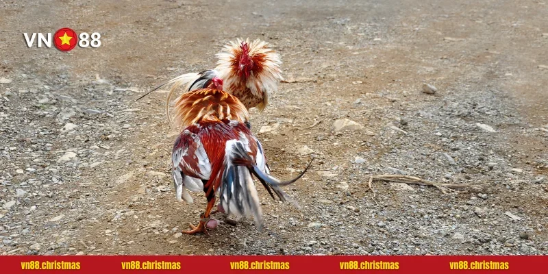 ODIN - Nơi những chiến kê đỉnh cao tranh tài