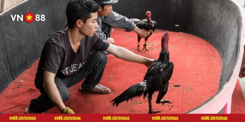 Trận đấu đá gà đầy kịch tính và bất ngờ