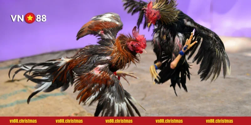 WGB - Nơi những chiến kê đỉnh cao tranh tài